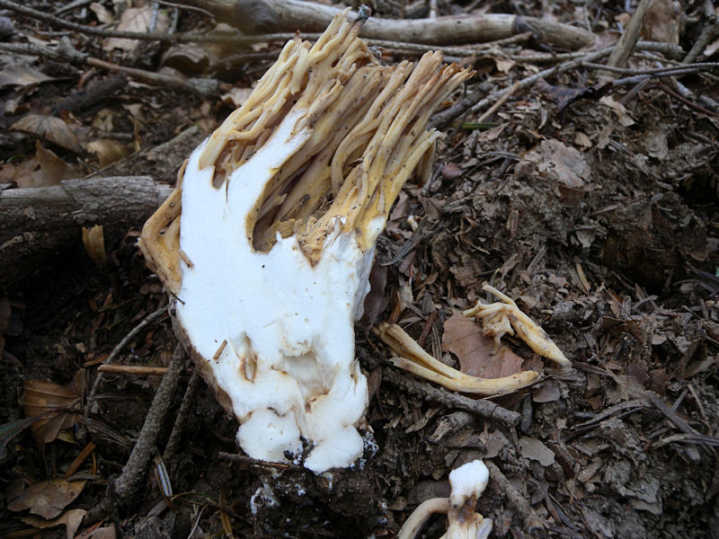 Ramaria